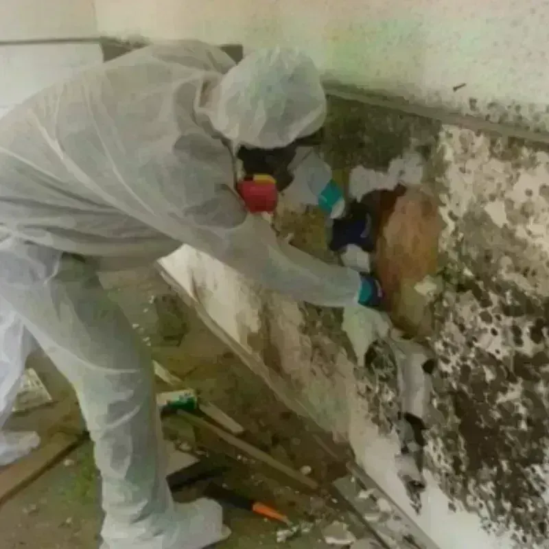 Mold Remediation and Removal in Woodsfield, OH